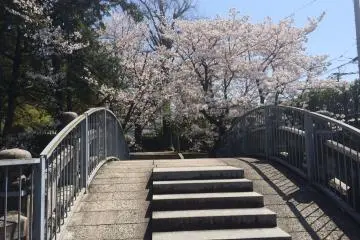 Hanami at Bairin-ji