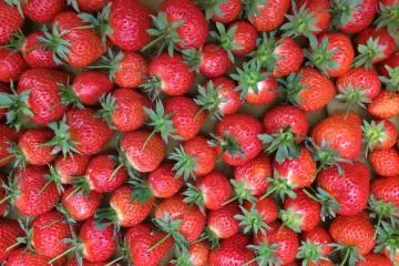 Strawberry Farm in Fukuoka