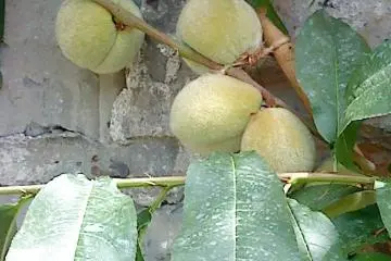 We didn't eat all of the fruit... some&nbsp;was still not ripe enough (Photo: Su)