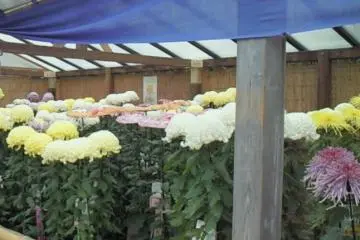 After the sunflower field we also found a place where they grow&nbsp;chrysanthemums. The flowers&nbsp;were almost our height (not&nbsp;that we are the tallest ones in the world, but still...!) (Photo: Su)