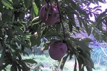 The yellow plums were very juicy, their taste reminded me of my grandfather's produce when I was a child (Photo: Su)