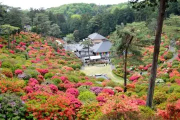 Shiofune Kannon Azalea Festival 2026