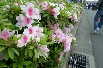 Yachiyo Azalea Festival