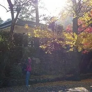 阿曼達