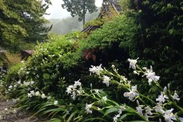 The Flowers of Yoshimine-dera