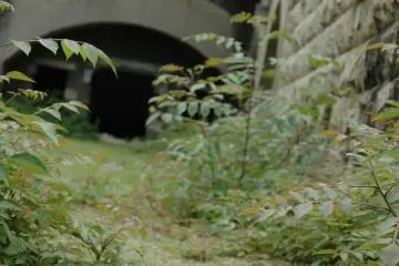 Okunoshima "Rabbit Island"