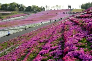 Tochigi's Flower Carpet Festival