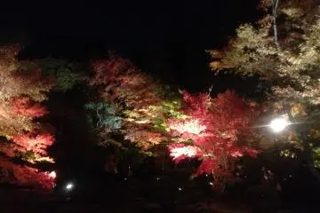 Matsushima Foliage Light Up 2026