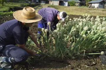 Mr and Mrs Kato's Green Tourism 