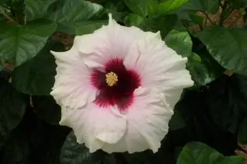 Ie-jima Hibiscus Garden