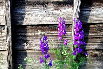 The Gardens of Mifune
