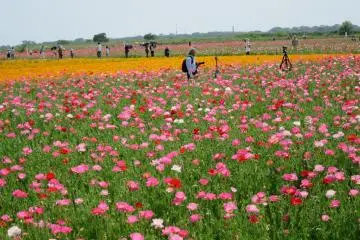 Konosu Poppy Season