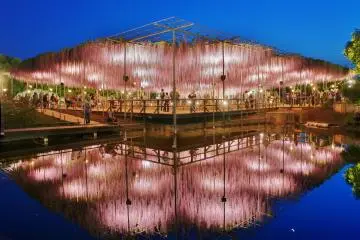 Wisteria at Ashikaga Flower Park