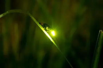 Photo: anko70 / Shutterstock.com