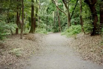 An Afternoon in Meiji Jingu
