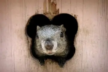 Squirrel Park in Machida