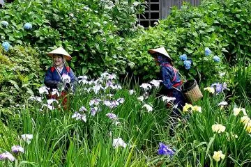 Irises at Yakushiike Park