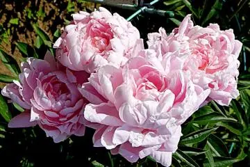 Peony Garden in Machida