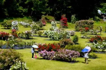 Nozuta Park Rose Lawn