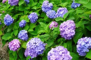 Hydrangeas at Senko-ji