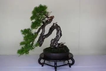 Bonsai & Suiseki at Meiji Shrine 2026