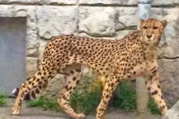 Going Wild at Tama Zoo 