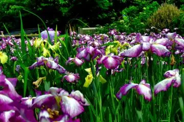 Iris Festival at Daian-zenji Temple