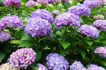 Flowers at Hondo-ji