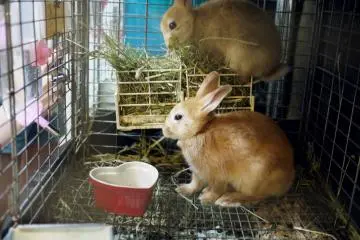 Ra.a.g.f Rabbit Café, Harajuku [結束]