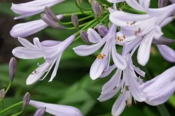 Pretty Flowers in Osaka Castle Park