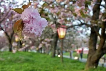 Sakura at the Hiroshima Mint