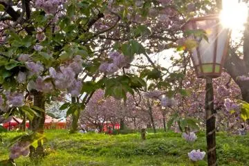 Sakura at the Hiroshima Mint (Photo: <a href="http://www.gethiroshima.com" target="_blank" rel="noreferrer noopener nofollow">GetHiroshima</a>)