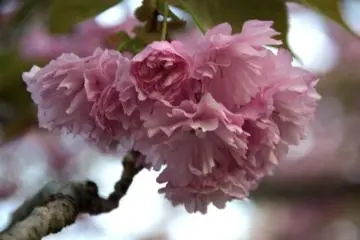 Sakura at the Hiroshima Mint (Photo: <a href="http://www.gethiroshima.com" target="_blank" rel="noreferrer noopener nofollow">GetHiroshima</a>)
