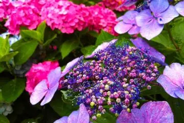 Hydrangeas Path in Kamakura
