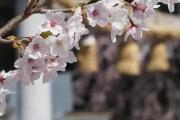 The "Other" Nogi Shrine