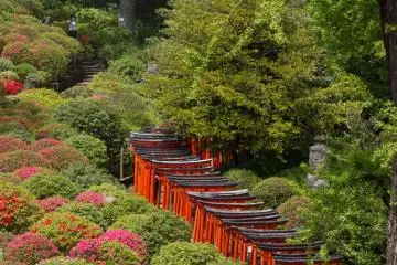Tokyo's Nezu Shrine