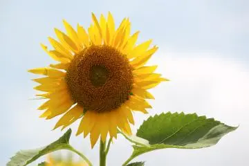 Sunflower Field at Kurihara, Zama