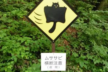 Meet with a Flying Squirrel