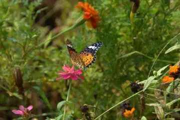 Kagoshima Butterflies (Photo: <a href="http://www.flickr.com/photos/chrissam42/5078224699/" target="_blank" rel="noreferrer noopener nofollow">ChrisSteph LewisBoegeman</a>)