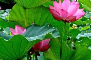 Ancient Lotus Pond in Gyoda City