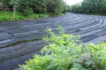 Wasabi Farm in Summer