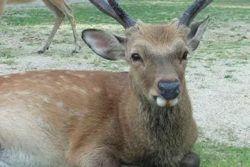 Les Daims du Parc de Nara