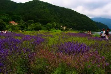 Fujikawaguchiko Herb Festival
