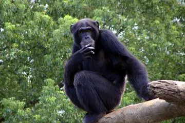 Mischievous chimp (Photo: Yoshiaki Adachi)