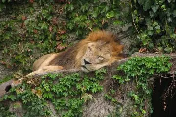 King of the jungle in a deep slumber (Photo: Yoshiaki Adachi)