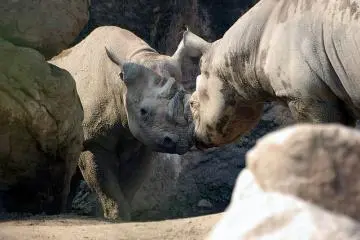 Rhinos in action! (Photo: Yoshiaki Adachi)