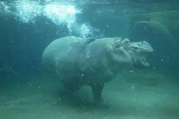 Swimming hippo (Photo: Yoshiaki Adachi)