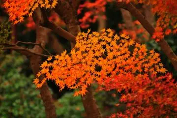 Fluid gradation of red. This is ultimate art created by the combination of the beauty of nature and gardener's skills! (Photo: MASAYOSHI HIROSE)