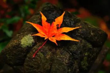 Even the artificial composition of this shot looks like a stylish drawing (Photo: MASAYOSHI HIROSE)