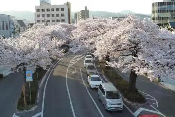 Hitachi City Sakura Matsuri 2027